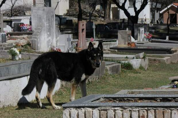 Верный пес живет у могилы хозяина уже 6 лет (11 фото)