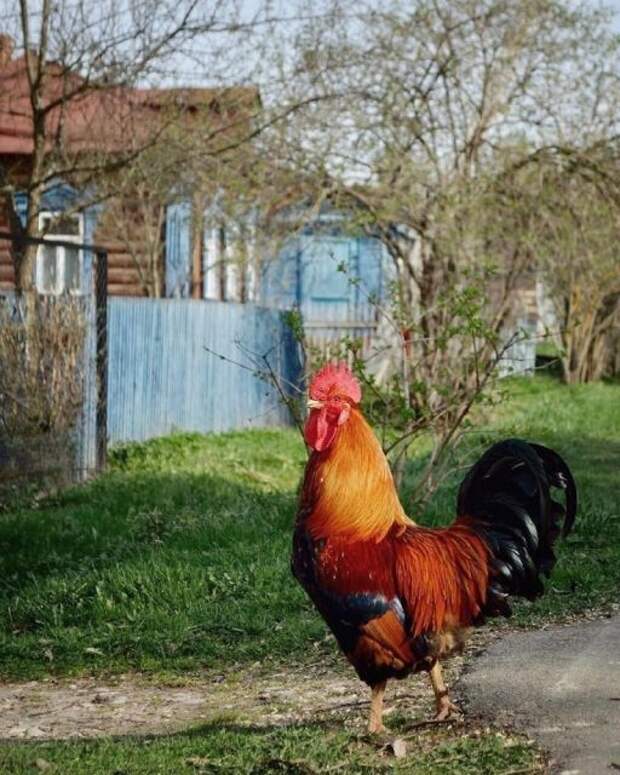 Фотографии русской деревни, которые вызывают ностальгию Фотографии русской деревни, которые вызывают ностальгию