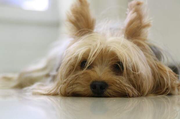 yorkshire-terrier-171701_1280-1024x682 5 лучших пород собак для аллергиков