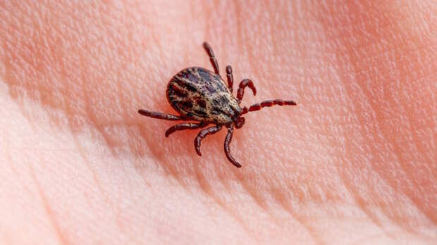 Первые случаи присасывания клещей зафиксировали в Свердловской и Челябинской областях