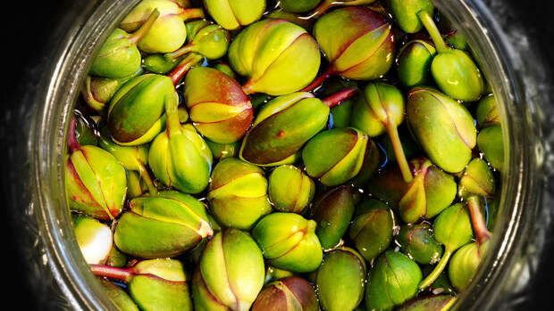 Каперсы — польза и вред для организма, состав и лечебные свойства