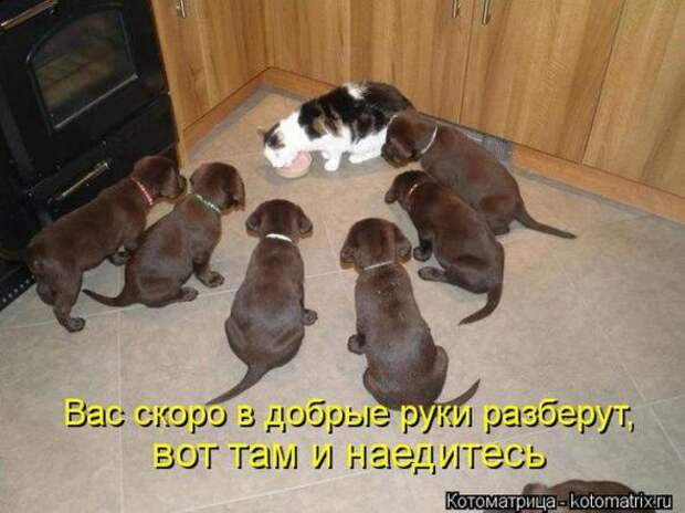 Котоматрицы(картинки с подписями)