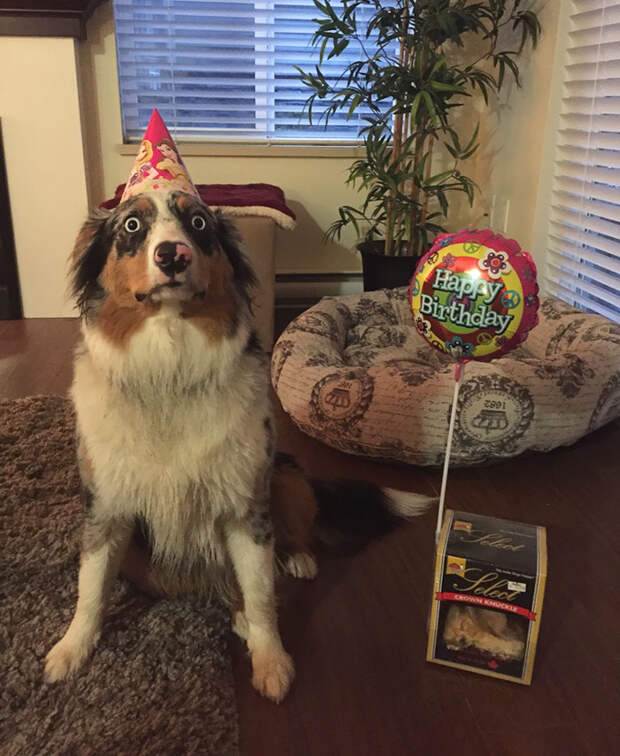 pets-that-have-better-birthday-parties-than-you-67-570f3860dd084__700