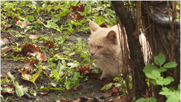Кошки в подвалах: как можно спасти бездомных животных?