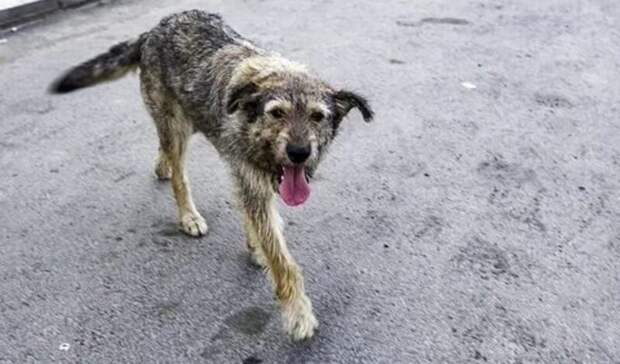 В Вологодской области ребенка искусала бездомная собака