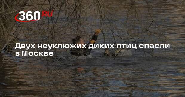 Экстренные службы в Москве спасли двух диких птиц