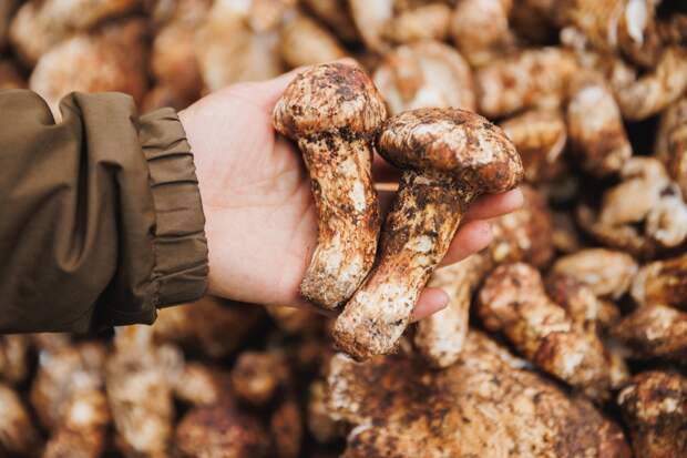 В российской тайге нашелся редчайший деликатес за тысячи долларов