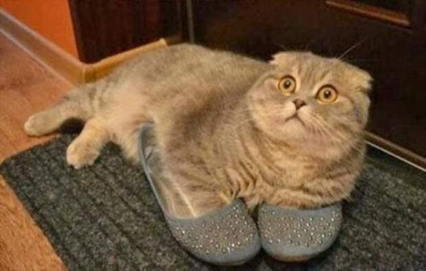 Коты и кошки в одежде (28 фото)