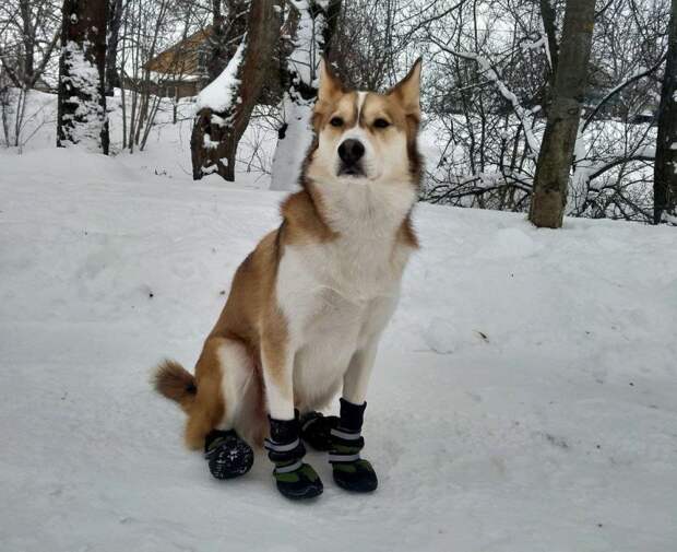 В Донском Тульской области собака спасла пожилую женщину с артритом 17 января