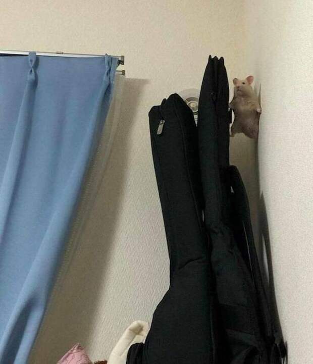 Смешные животные