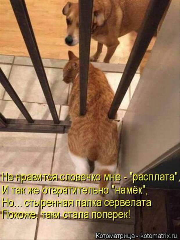 Забавные котоматрицы