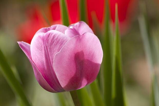 В Лианозовском парке весной зацветут тюльпаны Фото с сайта pixabay.com