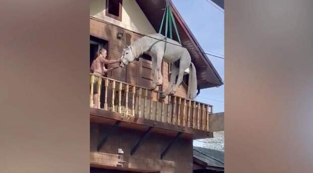 Жители Оренбурга спасли застрявшего в подтопленном доме коня