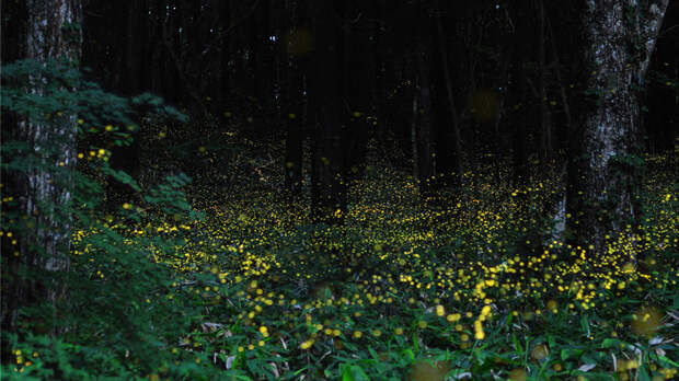 nightlight04 Светлячки в лесу