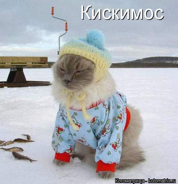 Лучшие котоматрицы недели