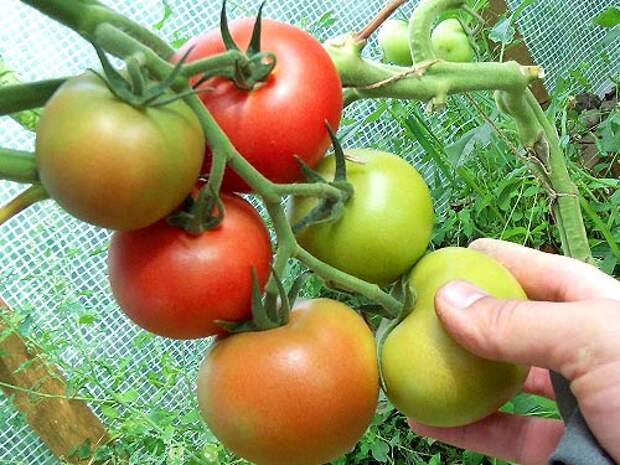 Правильный полив томатов в теплице