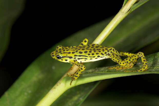 IUCN 4 Животные на грани вымирания