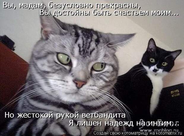 Вы, мадам, безусловно прекрасны, Вы достойны быть счастьем моим... Но жестокой рукой ветбандита Я лишен надежд на интим...