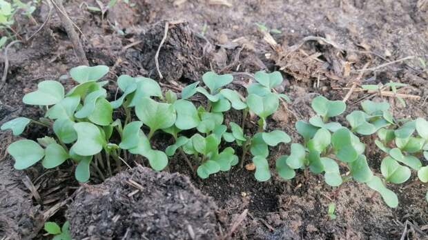 Семь проверенных культур для апрельского посева