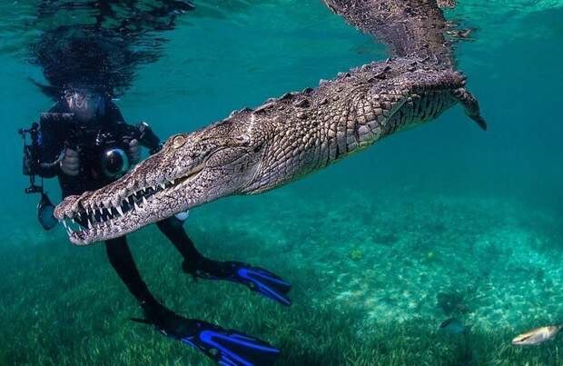 Ныряльщик рискнул жизнью ради фотографий крокодила! крокодил, куба, ныряльщик, отчаянный поступок, подводное фото, рискок, смелость, фотограф