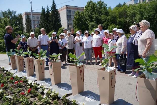 Саженцы исторического дуба из Летнего сада высадили в Новосибирской области