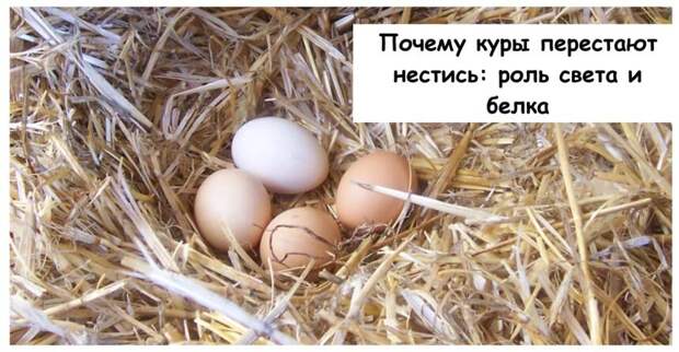 Почему куры перестают нестись: роль света и белка