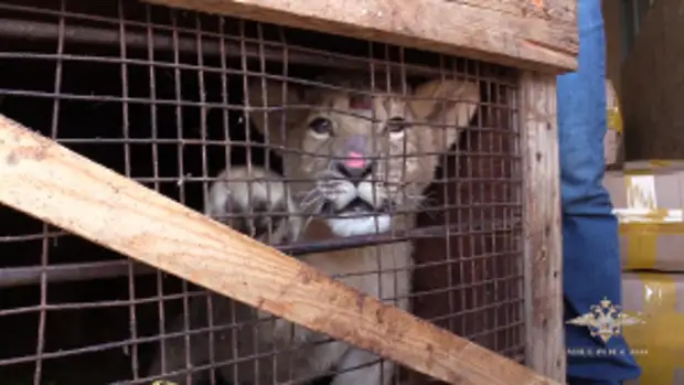 Полицейские Волгограда проводят проверку по факту перевозки экзотических животных