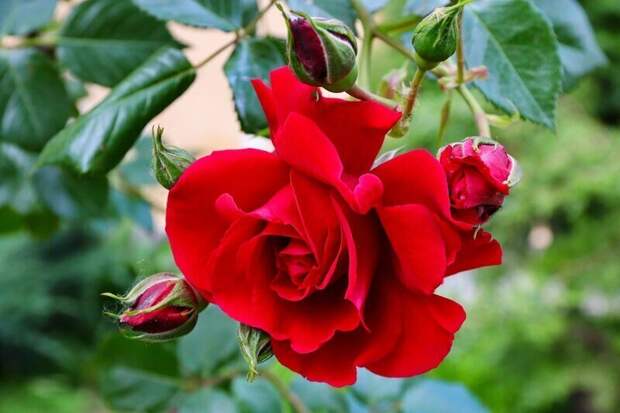 В Симферополе высадят более 8 тысяч роз