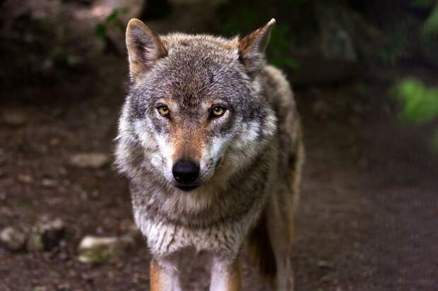 Этолог Хансен Уит заявила о способности волков привязываться к человеку