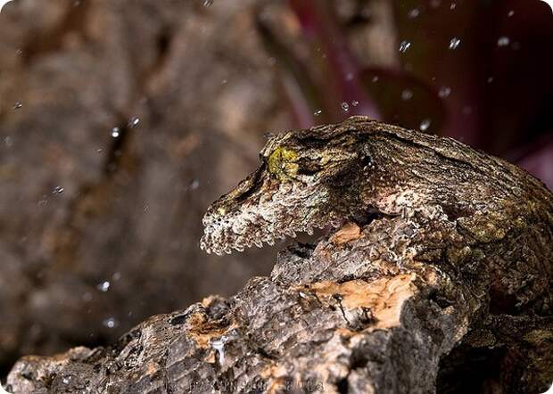 Мшистый плоскохвостый геккон (лат. Uroplatus sikorae)