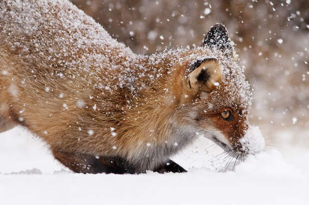 Непредсказуемые дикие лисы в фотографиях Розелин Реймонд-19