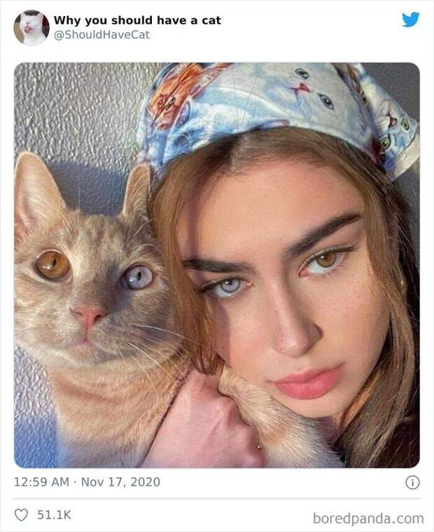 Как котики проникают в наши сердца Как котики проникают в наши сердца