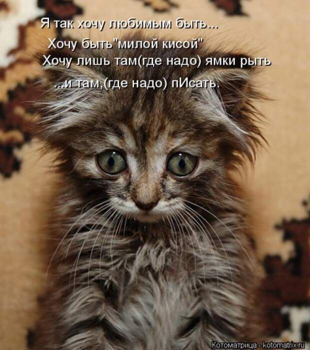 Отличная котоматрица на Бугаге (35 фото)