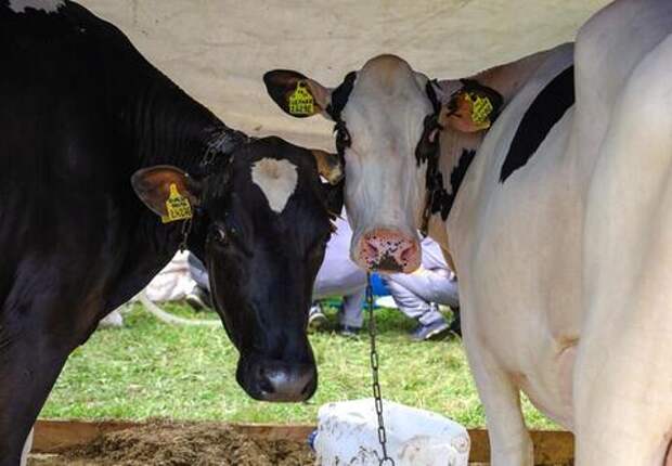 Омоложение коров по-кубански: в крае создали лабораторию, где репродуктивную систему животных будут обновлять с помощью клеточных технологий