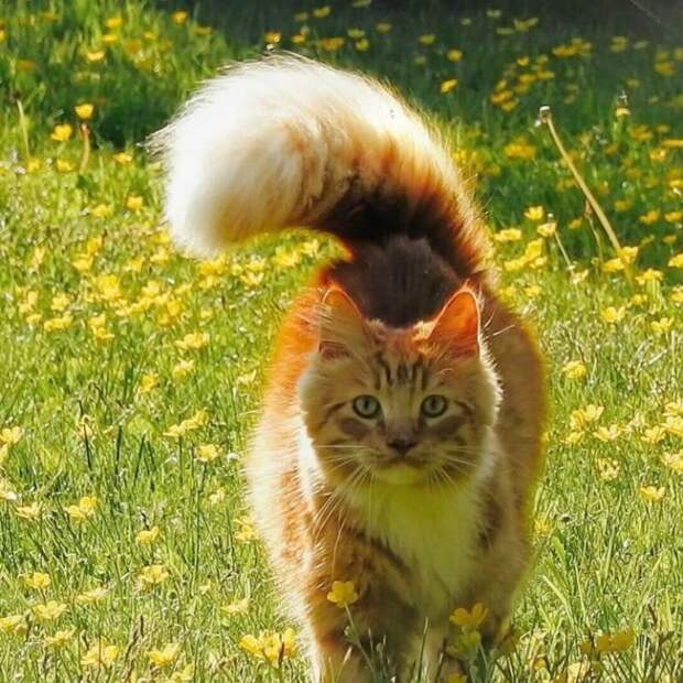 Познакомьтесь с норвежским котом, который просто обожает гулять с людьми по дикой природе!