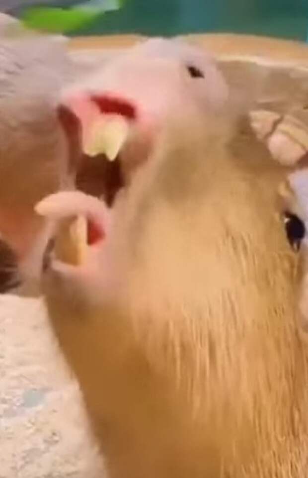 Капибары такие смешные создания