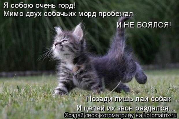 Лучшие котоматрицы недели (50 фото)