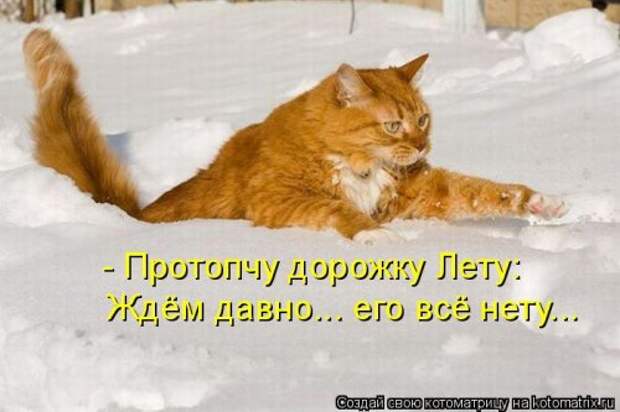 Отличная котоматрица на Бугаге (35 фото)