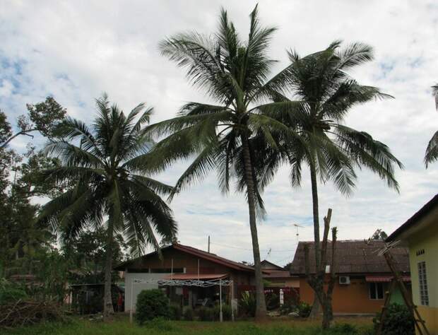 Малакка (Малайзия). Колониальное ядро и экскурсия на плантации путешествия, факты, фото