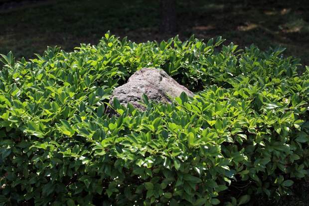 Японский сад как символ совершенства земной природы