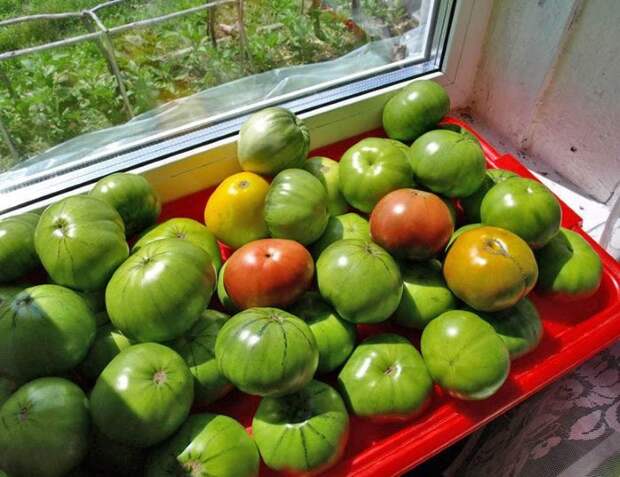 Чем обработать недозревшие томаты для дозревания