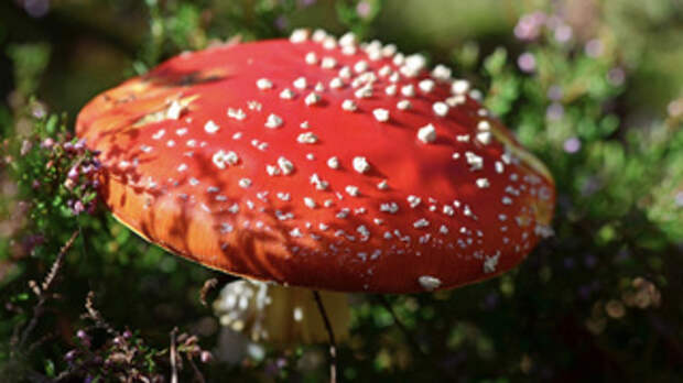 Мухомор / Источник фото: pxhere.com