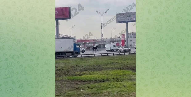 Две испуганные лошади выскочили на МКАД в Москве и попали на видео