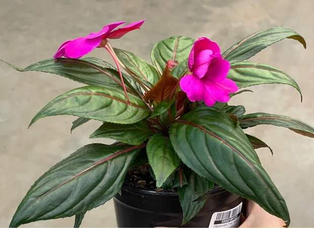 Screenshot_2025_08_04-3