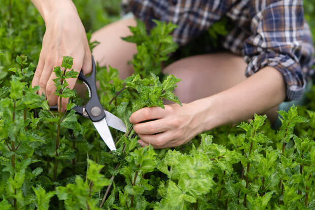 Адвокат Кузнецов: дачные участки нужно проверить на наличие запрещенных растений