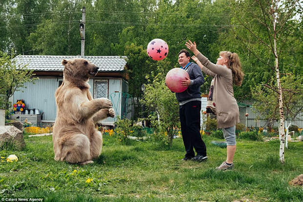 Большой, плюшевый, твой: история медведя Степана, который живет в российской семье