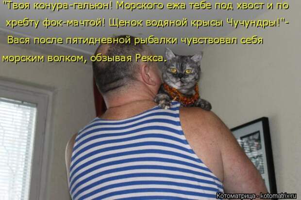 Лучшие котоматрицы недели (50 фото)