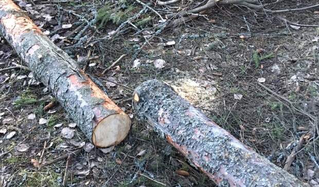 Деревья безжалостно срубают в парке Петрозаводска
