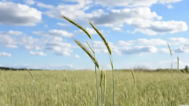Мировые цены на пшеницу, рожь и кукурузу держатся на небывалом уровне