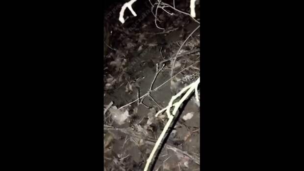 Ночной хищник в Торезе https://t.me/webmoney_dn/319796Video: Видео от Донецкая группа новостей|Донецк.ДНР